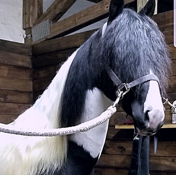 Meet your Posher, Marcus - Picture 1 of 1